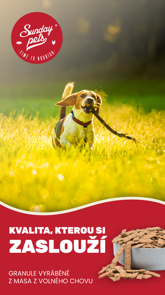 Sunday-pets-01-546x971