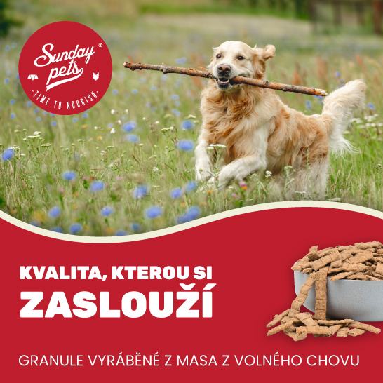 Sunday-pets-02-546x546