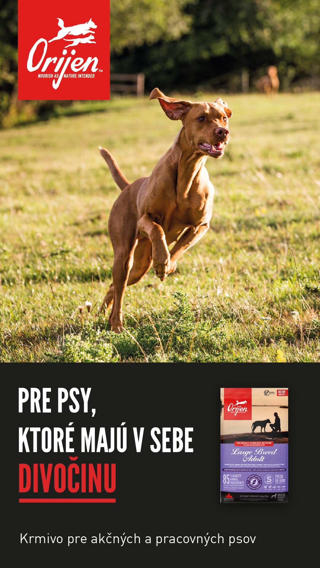 Pes beží po lúke – krmivo Orijen pre psy
