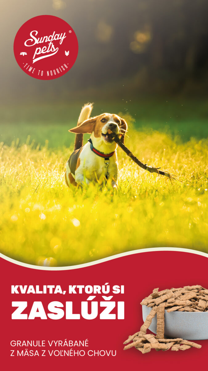 Pes s konárom v papuli na lúke – krmivo Sunday Pets pre psy